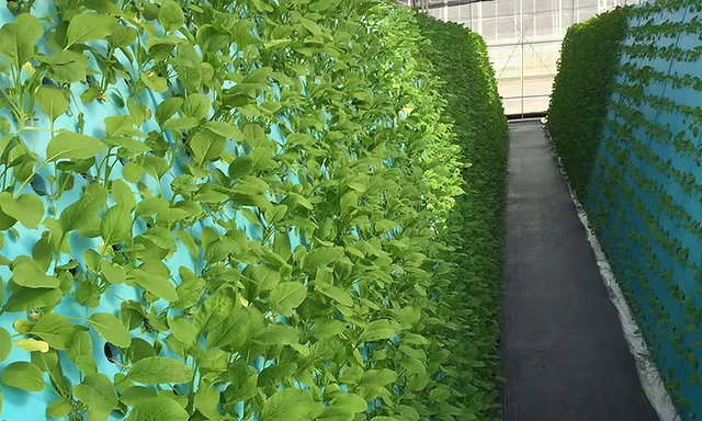 Hydroponics