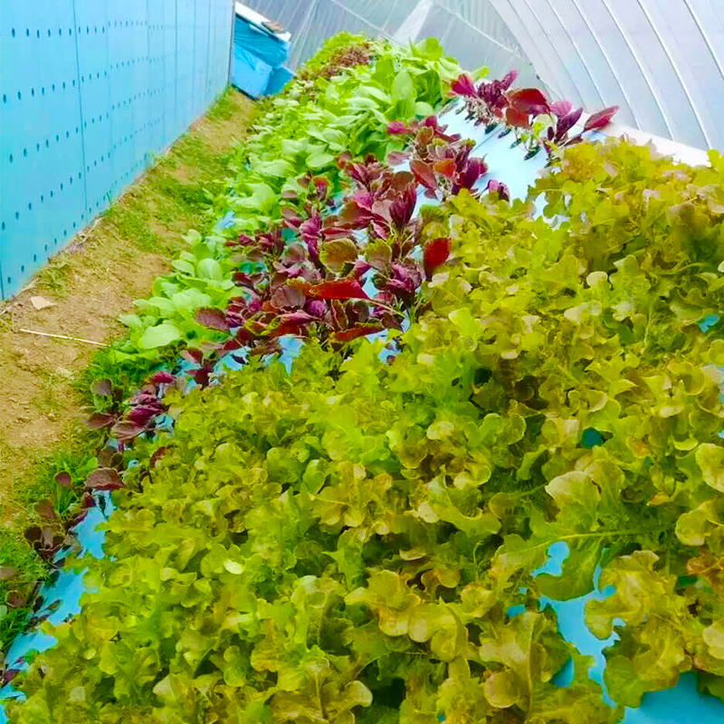 Lightweight Waterproof Insulation Board for Hydroponic
